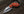 Pointe de lance épineuse n° 79 (Nitro V)